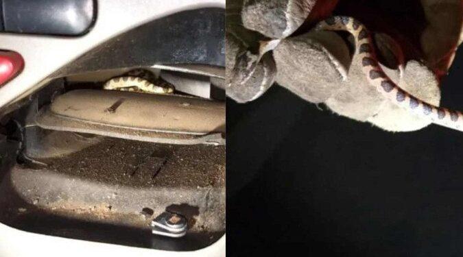 Filhote de jiboia entra em ar-condicionado de carro e morde passageira