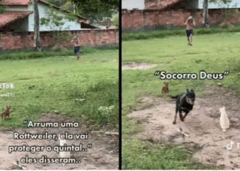 Rottweiler falha em aula para ser cão guarda e pinscher rouba a cena