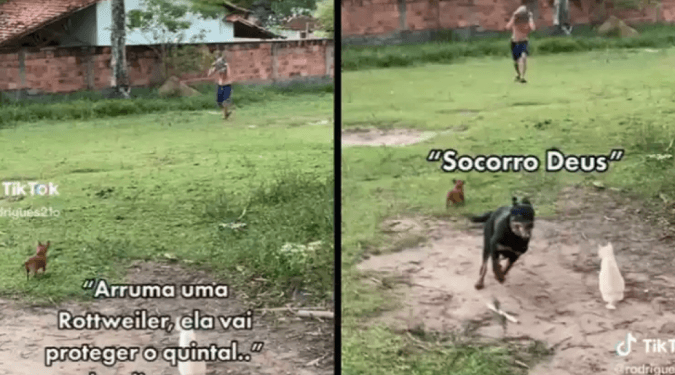 Rottweiler falha em aula para ser cão guarda e pinscher rouba a cena