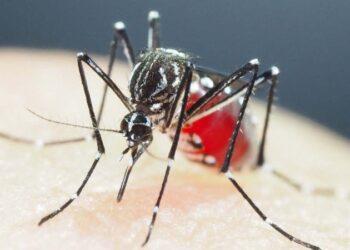 Cientistas identificam na Ásia mosquitos super-resistentes a inseticidas