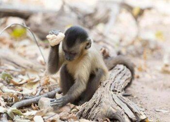 Sítios arqueológicos que marcam chegada de humanos no Brasil eram de macacos