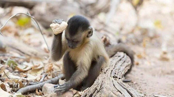 Sítios arqueológicos que marcam chegada de humanos no Brasil eram de macacos