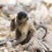 Sítios arqueológicos que marcam chegada de humanos no Brasil eram de macacos