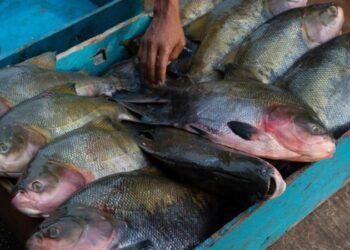 Como China superou Brasil e virou grande produtora de peixes amazônicos