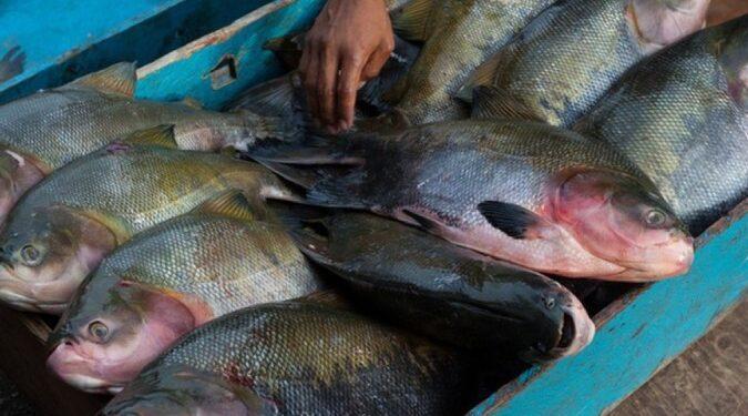 Como China superou Brasil e virou grande produtora de peixes amazônicos