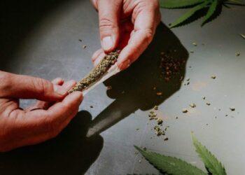 Legalização da maconha aumenta oportunidades de emprego no setor agrícola