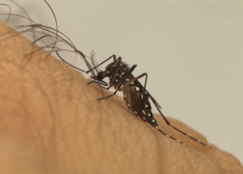 Após recorde de mortes por dengue, Brasil tem 218 cidades com alto risco de infestação de Aedes