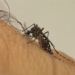 Após recorde de mortes por dengue, Brasil tem 218 cidades com alto risco de infestação de Aedes