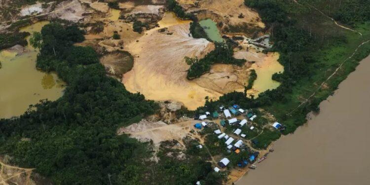Mercúrio que polui território yanomami ataca órgãos e sistema nervoso