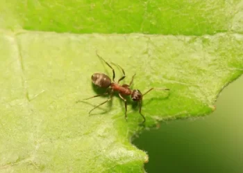 As formigas que conseguem ‘cheirar’ o câncer