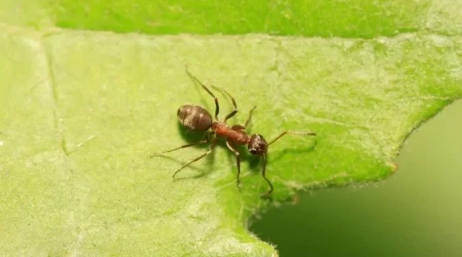 As formigas que conseguem ‘cheirar’ o câncer