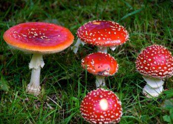 Austrália legaliza ecstasy e cogumelos alucinógenos para uso médico