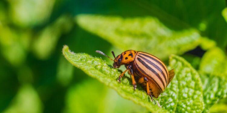 Áreas protegidas não garantem preservação de 76% dos insetos