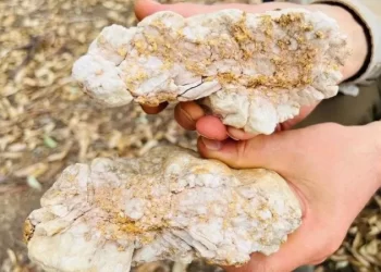 A pepita de ouro gigante encontrada por garimpeiro amador na Austrália