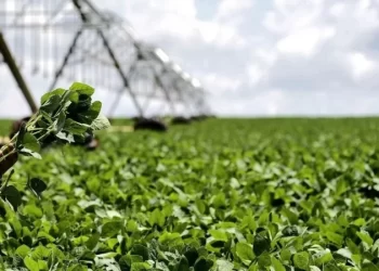 Governo deve lançar programa para produção de alimentos saudáveis em maio