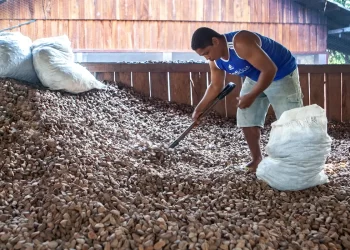Embrapa: castanha impulsiona desenvolvimento sustentável na Amazônia