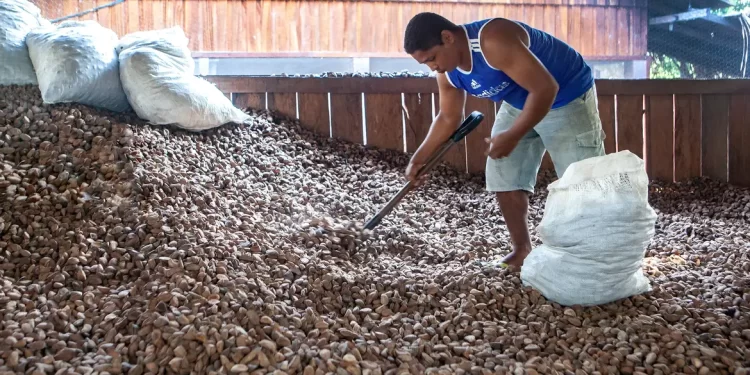 Embrapa: castanha impulsiona desenvolvimento sustentável na Amazônia