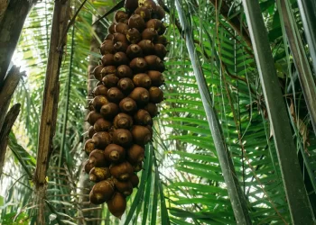 Quebradeiras de babaçu melhoram produção, mas convivem com ameaças