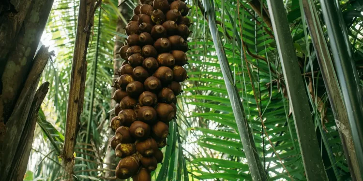 Quebradeiras de babaçu melhoram produção, mas convivem com ameaças