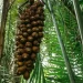 Quebradeiras de babaçu melhoram produção, mas convivem com ameaças