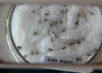 Rio alerta para a importância da prevenção à dengue no verão