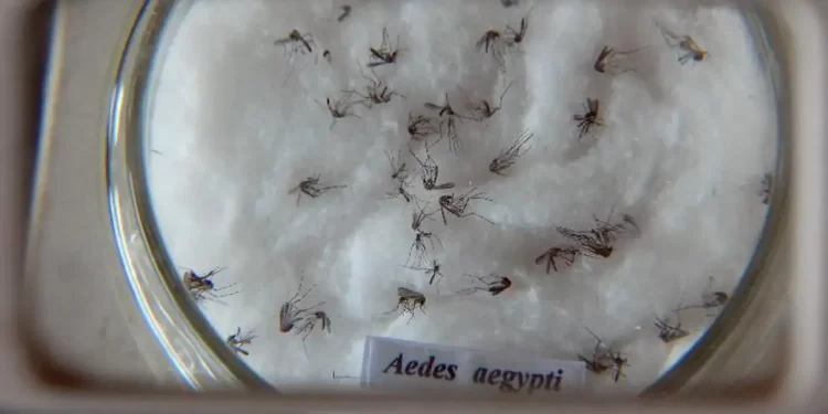 Rio alerta para a importância da prevenção à dengue no verão