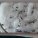 Rio alerta para a importância da prevenção à dengue no verão