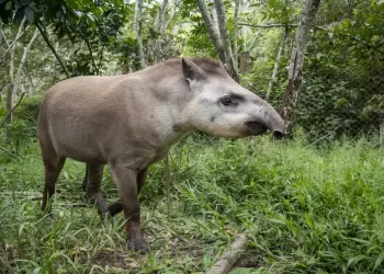 Mais sete macacos bugios são soltos no Parque Nacional da Tijuca