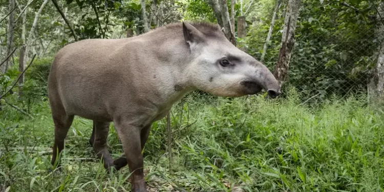 Mais sete macacos bugios são soltos no Parque Nacional da Tijuca