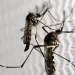 Distrito Federal pedirá apoio do Exército para combater a dengue