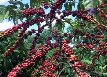 Restauração florestal em cafezais é viável economicamente, diz estudo
