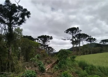 O empresário e blogueiro Paulo Renato de Oliveira Figueiredo Filho, neto do general João Batista Figueiredo, último presidente militar após o golpe de 1964, está entre os alvos da operação Hora da Verdade deflagrada ontem (8) pela Polícia Federal (PF). De acordo com a PF, Figueiredo Filho atuou em suposta operação de “propagação de desinformação golpista e antidemocrática”.   Juntamente com o general Braga Netto e os militares Ailton Gonçalves Moraes Barros, paraquedista do Exército, o coronel do Exército Bernardo Romão Correa Neto, e o ex-ajudante de ordens do ex-presidente Jair Bolsonaro, Mauro Cesar Cid, Paulo Renato de Oliveira Figueiredo Filho integrava o núcleo responsável por incitar militares à aderirem ao golpe de Estado, de acordo com relatório do Supremo Tribunal Federal (STF). As investigações apontam que a organização se dividiu em seis núcleos de atuação na tentativa de golpe.  Os diálogos entre Mauro Cid e Figueiredo Neto, obtidos pela PF, revelaram que Correa Neto sabia horas antes o nome exato dos comandantes militares que seriam expostos pelo empresário e então comentarista em programas de rádio e televisão. O que demonstra, ainda segundo a PF, a existência de ação coordenada para expor e pressionar os militares que não aceitassem aderir aos planos golpistas.  O ministro Alexandre de Moraes, do STF, detalhou no relatório que o grupo de incitação de militares escolhia “alvos para amplificação de ataques pessoais contra militares em posição de comando que resistiam às investigadas golpistas. Os ataques eram realizados a partir da difusão em múltiplos canais e através de influenciadores em posição de autoridade perante a ‘audiência’ militar”.  “Segundo a autoridade policial, Walter Souza Braga Netto, Paulo Renato de Oliveira Figueiredo Filho, Ailton Gonçalves Moraes Barros, Bernardo Romão Correa Neto e Mauro Cesar Barbosa Cid teriam se concentrado na escolha de alvos para a amplificação de ataques pessoais direcionados a militares em posição de comando, que resistiam às investidas golpistas, em coordenação de condutas que identificam o núcleo responsável por incitar militares a aderirem ao golpe de Estado. Para tanto, os elementos coligidos apontam que os ataques eram realizados a partir da difusão em múltiplos canais e por meio de influenciadores em posição de destaque perante a audiência militar”, revela relatório do ministro do STF.  Figueiredo Neto, de acordo com a PF e o STF, “economista e então integrante de programas de rádio e TV pela emissora Jovem Pan atuou nesse contexto de propagação de desinformação golpista e antidemocrática”.  Importante lembrar que o general e ex-presidente João Batista Figueiredo, antes de se tornar presidente da República agia nos bastidores da ditadura e chegou a comandar o sistema de espionagem da repressão, o Serviço Nacional de Informações (SNI). Entre as várias atribuições do SNI estava o monitoramento de atividades de cidadãos dentro e fora do território nacional.  Reunião De acordo com as investigações, o coronel do Exército Bernardo Romão Correia Neto, – a época assistente do Comandante Militar do Sul – teve participação ativa na organização de uma reunião às 19h em 29 de novembro de 2022 em Brasília com a presença dos oficiais, com formação em forças especiais, assistentes dos generais supostamente aliados na execução do golpe. Os diálogos encontrados no celular de Mauro Cid demonstram que Correa Neto intermediou o convite para reunião e selecionou apenas os militares formados no curso de Forças Especiais (Kids Pretos), “o que demonstra planejamento minucioso para utilizar, contra o próprio Estado brasileiro, as técnicas militares para consumação do golpe de Estado”.  No mesmo dia,  às 20h02m, segundo a PF, Correa Neto envia a Mauro Cid uma minuta intitulada ‘Carta ao comandante do Exército de oficiais superiores da ativa do Exército brasileiro’, documento provavelmente discutido mais cedo na reunião utilizado como instrumento de pressão ao então comandante do Exército general Freira Gomes. “Logo após a reunião, o blogueiro Paulo Renato de Oliveira Figueiredo Filho divulgou no programa Pingo nos Is, às 21 h30, os nomes dos comandantes regionais do Exército que ainda estariam indecisos em aderir ao plano golpista. Os diálogos com Mauro Cida revelaram também que Correa Neto sabia hora antes o nome exato dos comandantes que seriam expostos pelo blogueiro, o que demonstra uma ação coordenada dos investigados em expor e pressionar os militares que não topassem aderir aos planos golpistas”, diz o relatorio.  Após o envio da carta, Mauro Cid pede a Correa Neto que mande as observações, ao que o mesmo responde: ‘porra irmão. Apaguei essa parada’; ‘Não combinamos de apagar? Os diálogos sugerem, portanto, segundo a PF, que os investigados tinham consciência da ilicitude das condutas praticadas e buscavam suprimir provas que pudessem incriminá-los, “em ação típica de organização criminosa’”.  Manifesto A decisão de Alexandre de Moraes destaca ainda a existência de um documento que serviria como suposto manifesto de oficiais superiores do Exército com “clara ameaça de atuação armada”. Tal documento fora “disponibilizado a Paulo Renato de Oliveira Figueiredo, na dinâmica de coordenação de atividades que norteava a atuação do grupo, o qual o publicizou em post no Twitter de 29/11/2022 e no programa Pânico da emissora Jovem Pan”. A PF solicitou a prisão preventiva de Figueiredo Filho, mas determinação do ministro Alexandre de Moraes de ontem apenas o proíbe de manter contato com os demais 32 investigados pela PF no esquema de preparação do golpe de estado.  Histórico Não é a primeira vez que Figueiredo Neto se vê envolvido em problemas com a Policia Federal. Em agosto 2019, ele foi preso pela polícia dos Estados Unidos, suspeito de integrar um suposto esquema de pagamento de propinas a dirigentes do BRB, banco controlado pelo governo do Distrito Federal, em troca de recursos para a construção do então Trump Hotel, no Rio de Janeiro. O projeto depois foi renomeado para LSH Lifestyle. O empresário foi considerado foragido pela Interpol, e terminou atrás das grades por alguns dias.  Seu nome também consta em pelo menos 18 processos no Tribunal de Justiça do Rio de Janeiro, no Tribunal Regional Federal da 1ª Região e em outros tribunais.  Em 2021, o neto do ex-presidente general Figueiredo foi afastado da programação da rádio Jovem Pan. E em janeiro do ano passado acabou demitido, quando já era investigado pelo Ministério Público Federal (MPF) por suposta disseminação de desinformação na emissora.  A Agência Brasil procurou Figueiredo Neto e aguarda posicionamento da defesa.