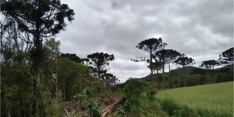 O empresário e blogueiro Paulo Renato de Oliveira Figueiredo Filho, neto do general João Batista Figueiredo, último presidente militar após o golpe de 1964, está entre os alvos da operação Hora da Verdade deflagrada ontem (8) pela Polícia Federal (PF). De acordo com a PF, Figueiredo Filho atuou em suposta operação de “propagação de desinformação golpista e antidemocrática”.   Juntamente com o general Braga Netto e os militares Ailton Gonçalves Moraes Barros, paraquedista do Exército, o coronel do Exército Bernardo Romão Correa Neto, e o ex-ajudante de ordens do ex-presidente Jair Bolsonaro, Mauro Cesar Cid, Paulo Renato de Oliveira Figueiredo Filho integrava o núcleo responsável por incitar militares à aderirem ao golpe de Estado, de acordo com relatório do Supremo Tribunal Federal (STF). As investigações apontam que a organização se dividiu em seis núcleos de atuação na tentativa de golpe.  Os diálogos entre Mauro Cid e Figueiredo Neto, obtidos pela PF, revelaram que Correa Neto sabia horas antes o nome exato dos comandantes militares que seriam expostos pelo empresário e então comentarista em programas de rádio e televisão. O que demonstra, ainda segundo a PF, a existência de ação coordenada para expor e pressionar os militares que não aceitassem aderir aos planos golpistas.  O ministro Alexandre de Moraes, do STF, detalhou no relatório que o grupo de incitação de militares escolhia “alvos para amplificação de ataques pessoais contra militares em posição de comando que resistiam às investigadas golpistas. Os ataques eram realizados a partir da difusão em múltiplos canais e através de influenciadores em posição de autoridade perante a ‘audiência’ militar”.  “Segundo a autoridade policial, Walter Souza Braga Netto, Paulo Renato de Oliveira Figueiredo Filho, Ailton Gonçalves Moraes Barros, Bernardo Romão Correa Neto e Mauro Cesar Barbosa Cid teriam se concentrado na escolha de alvos para a amplificação de ataques pessoais direcionados a militares em posição de comando, que resistiam às investidas golpistas, em coordenação de condutas que identificam o núcleo responsável por incitar militares a aderirem ao golpe de Estado. Para tanto, os elementos coligidos apontam que os ataques eram realizados a partir da difusão em múltiplos canais e por meio de influenciadores em posição de destaque perante a audiência militar”, revela relatório do ministro do STF.  Figueiredo Neto, de acordo com a PF e o STF, “economista e então integrante de programas de rádio e TV pela emissora Jovem Pan atuou nesse contexto de propagação de desinformação golpista e antidemocrática”.  Importante lembrar que o general e ex-presidente João Batista Figueiredo, antes de se tornar presidente da República agia nos bastidores da ditadura e chegou a comandar o sistema de espionagem da repressão, o Serviço Nacional de Informações (SNI). Entre as várias atribuições do SNI estava o monitoramento de atividades de cidadãos dentro e fora do território nacional.  Reunião De acordo com as investigações, o coronel do Exército Bernardo Romão Correia Neto, – a época assistente do Comandante Militar do Sul – teve participação ativa na organização de uma reunião às 19h em 29 de novembro de 2022 em Brasília com a presença dos oficiais, com formação em forças especiais, assistentes dos generais supostamente aliados na execução do golpe. Os diálogos encontrados no celular de Mauro Cid demonstram que Correa Neto intermediou o convite para reunião e selecionou apenas os militares formados no curso de Forças Especiais (Kids Pretos), “o que demonstra planejamento minucioso para utilizar, contra o próprio Estado brasileiro, as técnicas militares para consumação do golpe de Estado”.  No mesmo dia,  às 20h02m, segundo a PF, Correa Neto envia a Mauro Cid uma minuta intitulada ‘Carta ao comandante do Exército de oficiais superiores da ativa do Exército brasileiro’, documento provavelmente discutido mais cedo na reunião utilizado como instrumento de pressão ao então comandante do Exército general Freira Gomes. “Logo após a reunião, o blogueiro Paulo Renato de Oliveira Figueiredo Filho divulgou no programa Pingo nos Is, às 21 h30, os nomes dos comandantes regionais do Exército que ainda estariam indecisos em aderir ao plano golpista. Os diálogos com Mauro Cida revelaram também que Correa Neto sabia hora antes o nome exato dos comandantes que seriam expostos pelo blogueiro, o que demonstra uma ação coordenada dos investigados em expor e pressionar os militares que não topassem aderir aos planos golpistas”, diz o relatorio.  Após o envio da carta, Mauro Cid pede a Correa Neto que mande as observações, ao que o mesmo responde: ‘porra irmão. Apaguei essa parada’; ‘Não combinamos de apagar? Os diálogos sugerem, portanto, segundo a PF, que os investigados tinham consciência da ilicitude das condutas praticadas e buscavam suprimir provas que pudessem incriminá-los, “em ação típica de organização criminosa’”.  Manifesto A decisão de Alexandre de Moraes destaca ainda a existência de um documento que serviria como suposto manifesto de oficiais superiores do Exército com “clara ameaça de atuação armada”. Tal documento fora “disponibilizado a Paulo Renato de Oliveira Figueiredo, na dinâmica de coordenação de atividades que norteava a atuação do grupo, o qual o publicizou em post no Twitter de 29/11/2022 e no programa Pânico da emissora Jovem Pan”. A PF solicitou a prisão preventiva de Figueiredo Filho, mas determinação do ministro Alexandre de Moraes de ontem apenas o proíbe de manter contato com os demais 32 investigados pela PF no esquema de preparação do golpe de estado.  Histórico Não é a primeira vez que Figueiredo Neto se vê envolvido em problemas com a Policia Federal. Em agosto 2019, ele foi preso pela polícia dos Estados Unidos, suspeito de integrar um suposto esquema de pagamento de propinas a dirigentes do BRB, banco controlado pelo governo do Distrito Federal, em troca de recursos para a construção do então Trump Hotel, no Rio de Janeiro. O projeto depois foi renomeado para LSH Lifestyle. O empresário foi considerado foragido pela Interpol, e terminou atrás das grades por alguns dias.  Seu nome também consta em pelo menos 18 processos no Tribunal de Justiça do Rio de Janeiro, no Tribunal Regional Federal da 1ª Região e em outros tribunais.  Em 2021, o neto do ex-presidente general Figueiredo foi afastado da programação da rádio Jovem Pan. E em janeiro do ano passado acabou demitido, quando já era investigado pelo Ministério Público Federal (MPF) por suposta disseminação de desinformação na emissora.  A Agência Brasil procurou Figueiredo Neto e aguarda posicionamento da defesa.