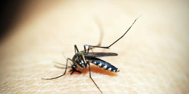 Ministério define esta semana calendário de vacinação contra dengue
