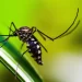 Saiba como funcionam os polos para pacientes com dengue no Rio