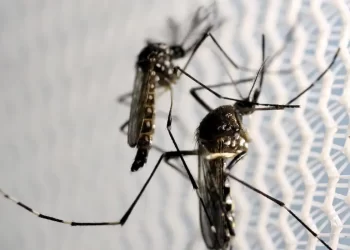 Dengue faz três estados e DF decretarem situação de emergência