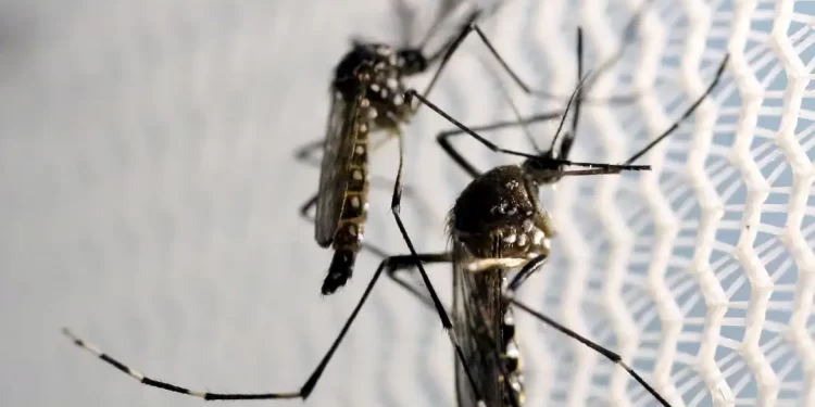 Dengue faz três estados e DF decretarem situação de emergência