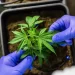 CCJ aprova PEC que criminaliza posse de qualquer quantidade de droga