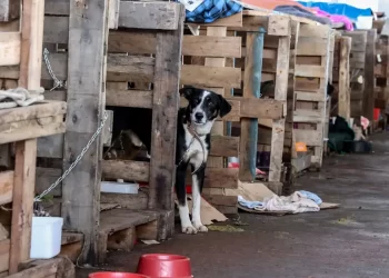 Cidades do RS terão recursos federais para atender animais resgatados