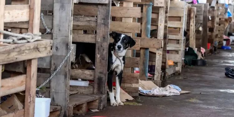 Cidades do RS terão recursos federais para atender animais resgatados