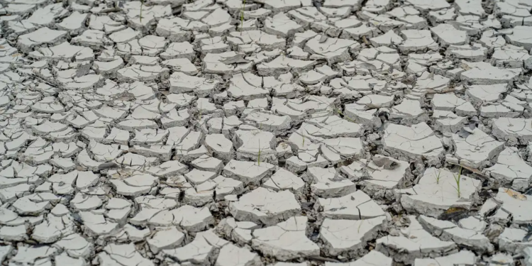 Hoje é Dia: imigração japonesa, seca e cinema brasileiro são destaques