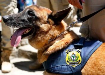 Cães da PM ajudam na apreensão de drogas na Maré, no Rio