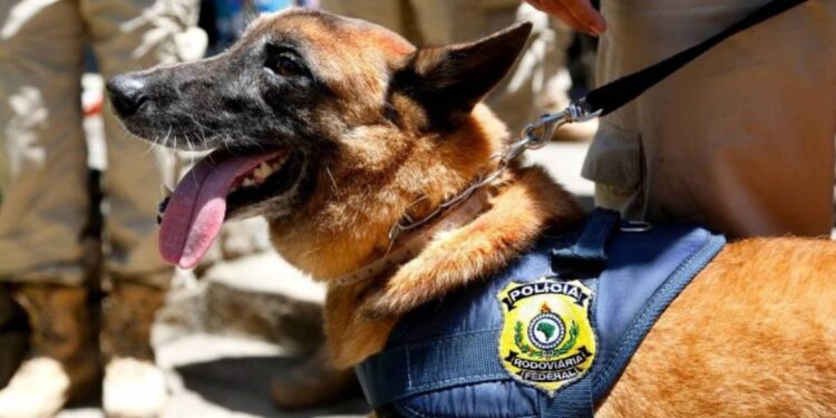 Cães da PM ajudam na apreensão de drogas na Maré, no Rio