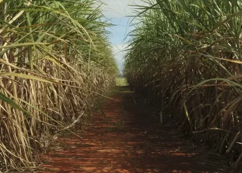 Produção de cana pode cair 20% com mudanças climáticas, diz estudo