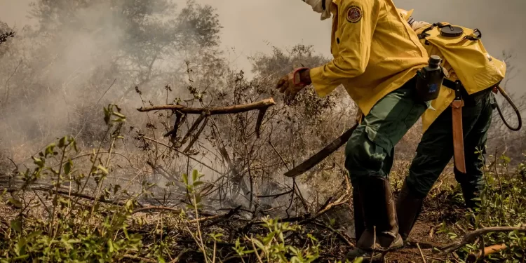 Incêndios no Pantanal já consumiram este ano mais de 15% do bioma