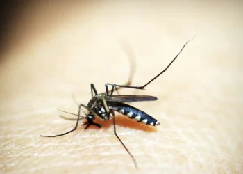 Brasil tem 254 mil casos de chikungunya; doença matou 161 este ano