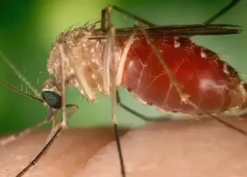 Brasil investiga morte por febre do Oropouche no Paraná