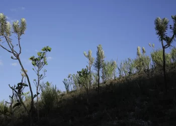 Dia do Cerrado: bioma é o segundo mais ameaçado no país