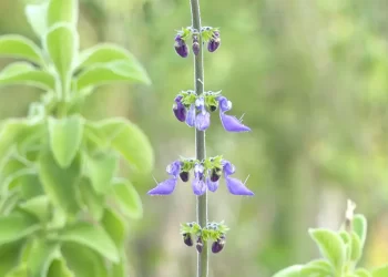 Cidade no Rio de Janeiro inaugura farmácia de plantas medicinais
