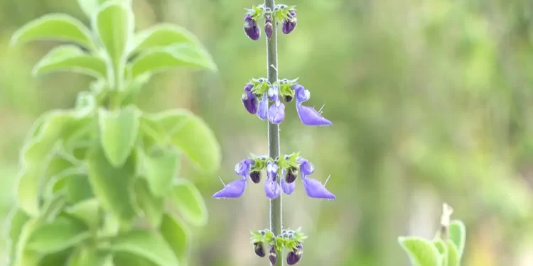Cidade no Rio de Janeiro inaugura farmácia de plantas medicinais